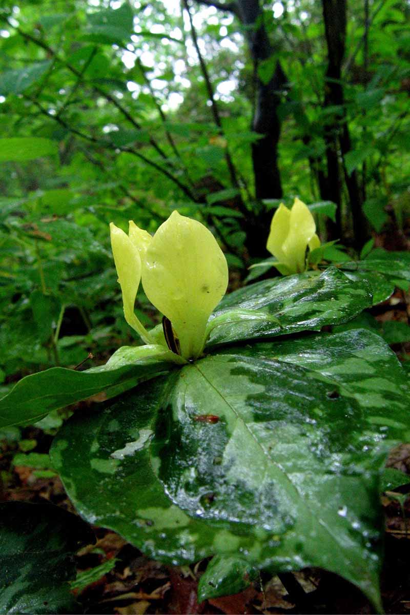 A close up vertical image of the variegated foliage and yellow flowers of Trillium discolor growing wild.
