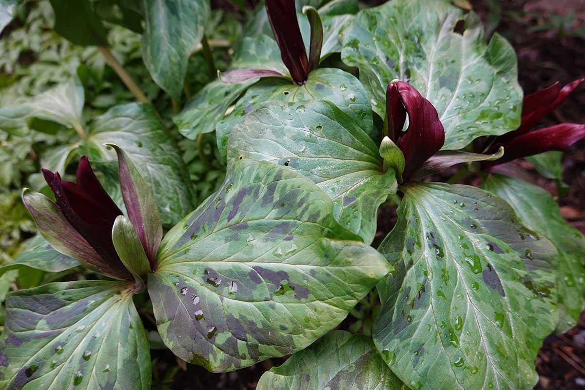 A close up horizontal image of red trillium flowers growing in the garden.