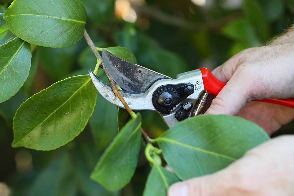 A close up horizontal image of a hand from the right of the frame using a pair of pruners to trim new growth from a camellia shrub.
