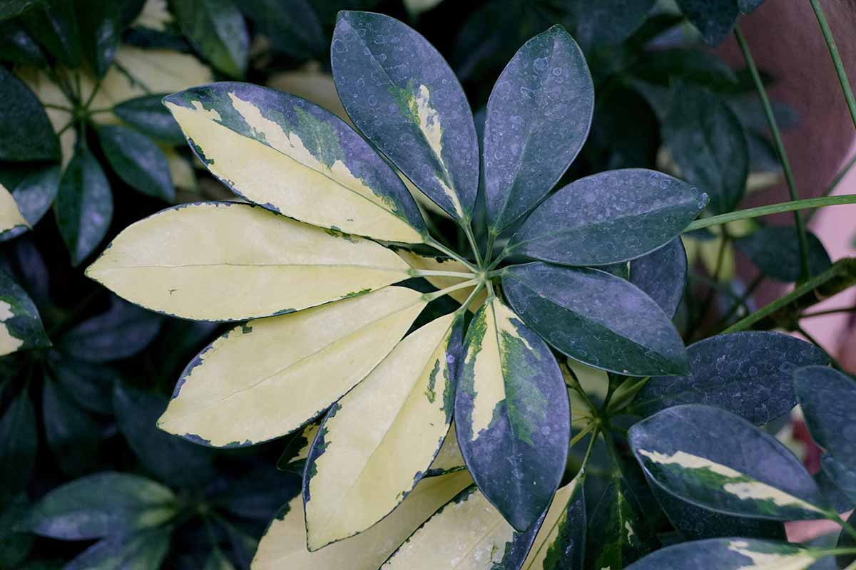 A close up horizontal image of the variegated foliage of Heptapleurum 'Trinette' (syn. Schefflera) growing in a pot indoors.
