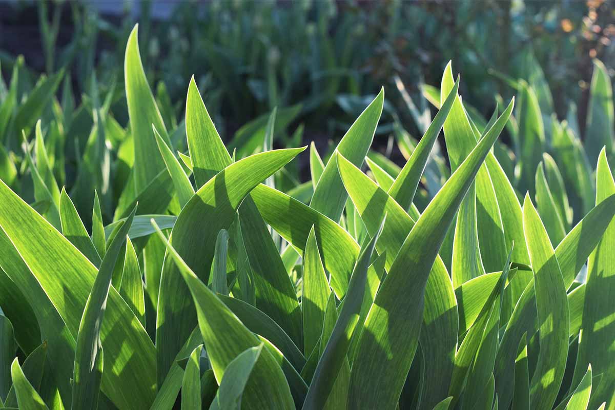 A horizontal image of the wide green foliage of tulips growing in the spring garden.