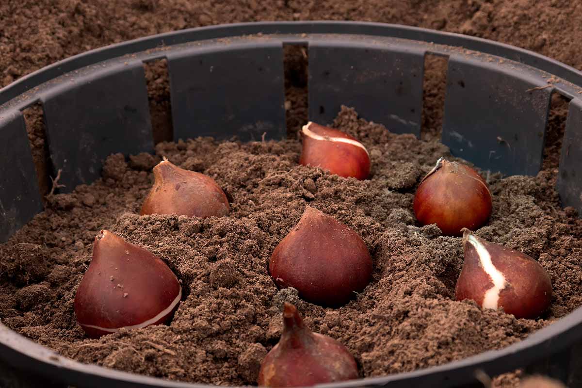 A close up horizontal image of tulip bulbs set on the top of the soil in a dark plastic container.