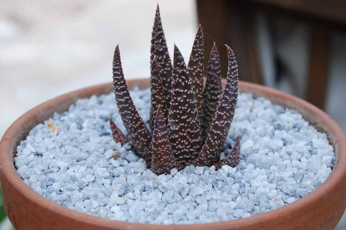 A close up horizontal image of Gasteraloe 'Twilight Zone' growing in a small terra cotta pot with decorative stones on the surface of the soil.