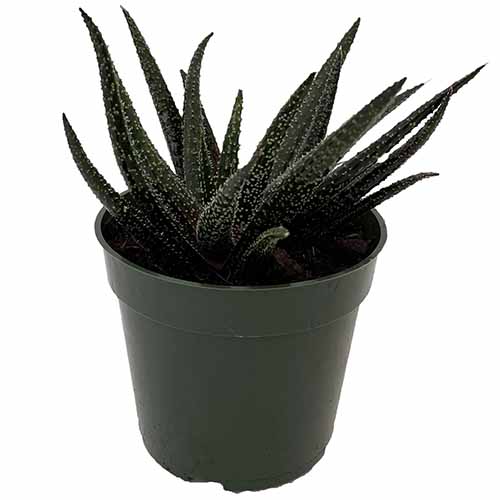A close up of Gasteraloe 'Twilight Zone' growing in a small pot isolated on a white background.