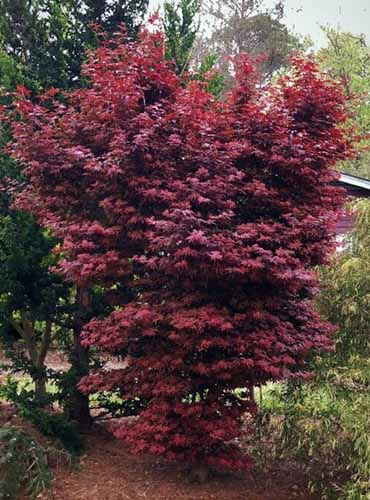 A vertical image of a single 'Twombly's Red Sentinel Japanese maple tree growing in the garden.