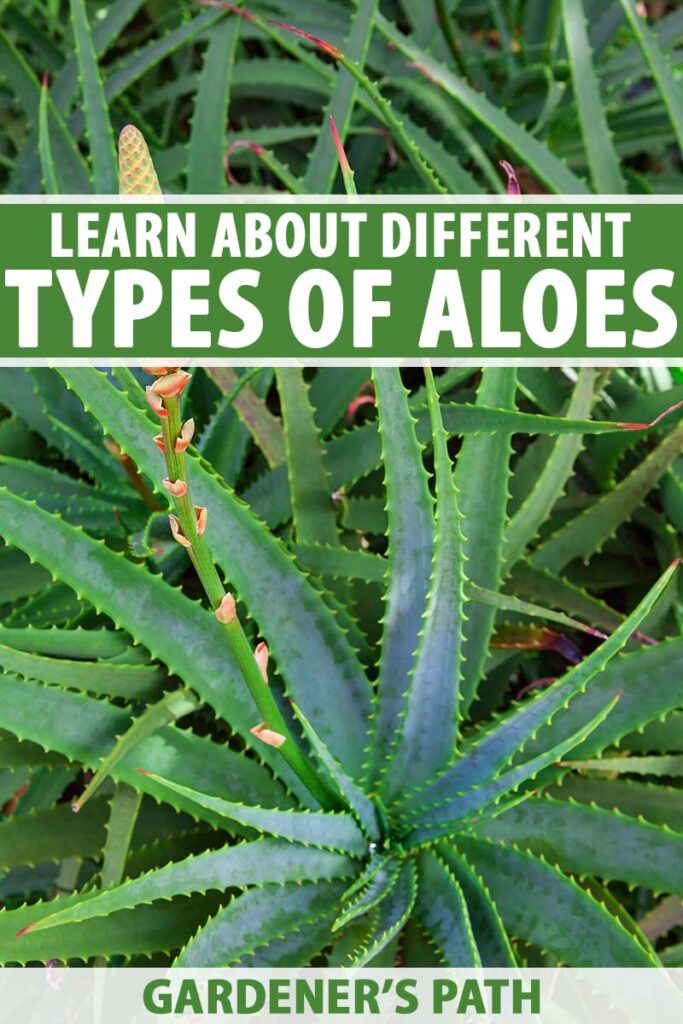 What Are The Different Types Of Aloe Gardeners Path 6321