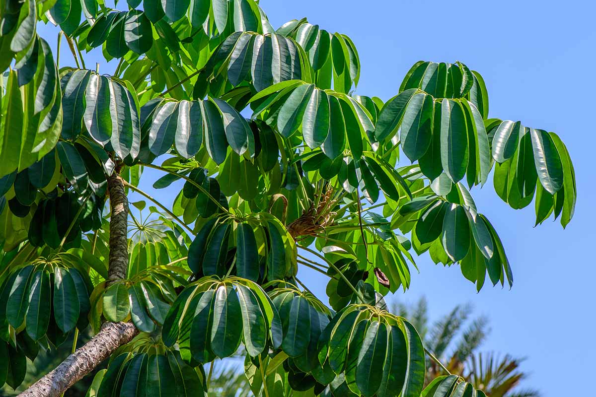 A horizontal image of the foliage of an umbrella tree growing outdoors pictured on a blue sky background.