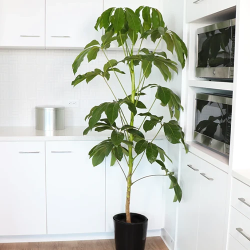 A close up square image of a potted umbrella tree in the corner of a white, minimalist kitchen.