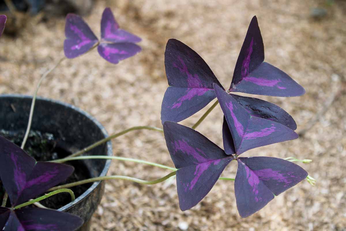 A close up horizontal image of variegated purple oxalis growing in a pot outdoors.