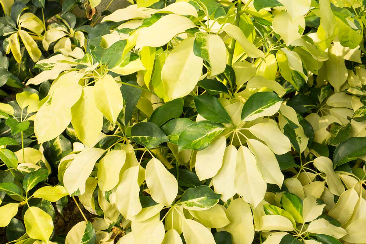 A close up horizontal image of the variegated foliage of an umbrella tree growing outdoors in the garden.