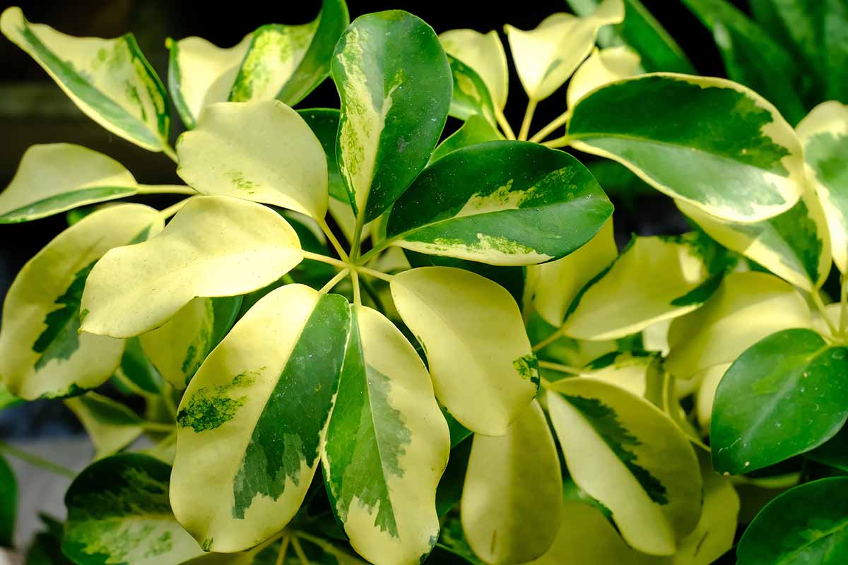 A close up horizontal image of the variegated foliage of a Schefflera umbrella tree growing in the garden.