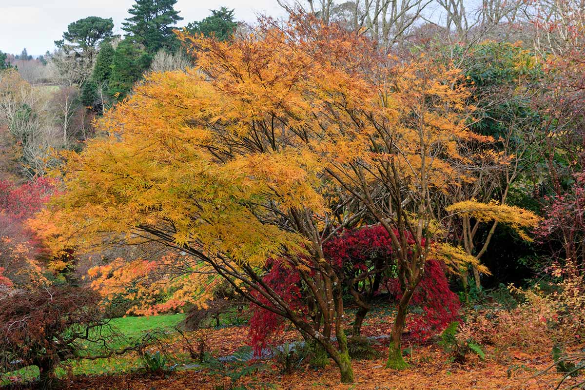 A horizontal image of the fall colors of a Acer palmatum 'Villa Taranto' growing in a formal garden.