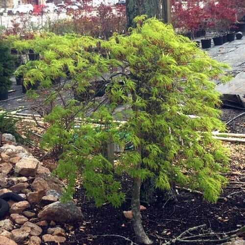 A square image of a small Acer palmatum 'Waterfall' growing in a garden border.