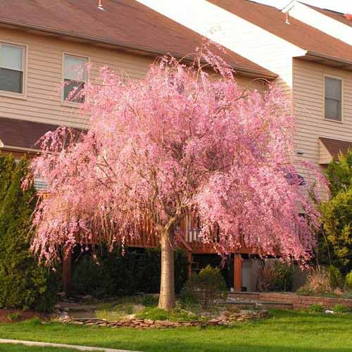 A square image of 'Plena Rosea' a weeping cherry tree with bright pink flowers growing outside a residence.