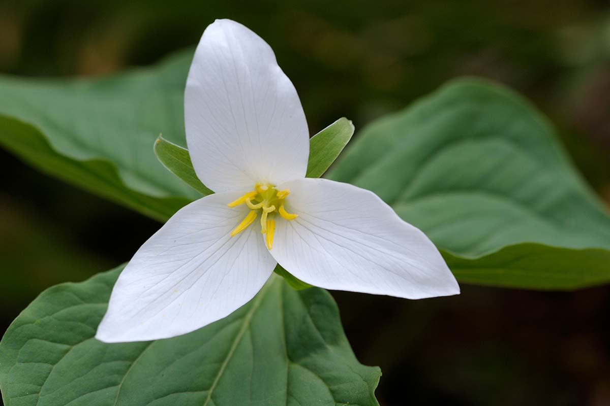 A close up horizontal image of a single white western trillium flower pictured on a soft focus background.