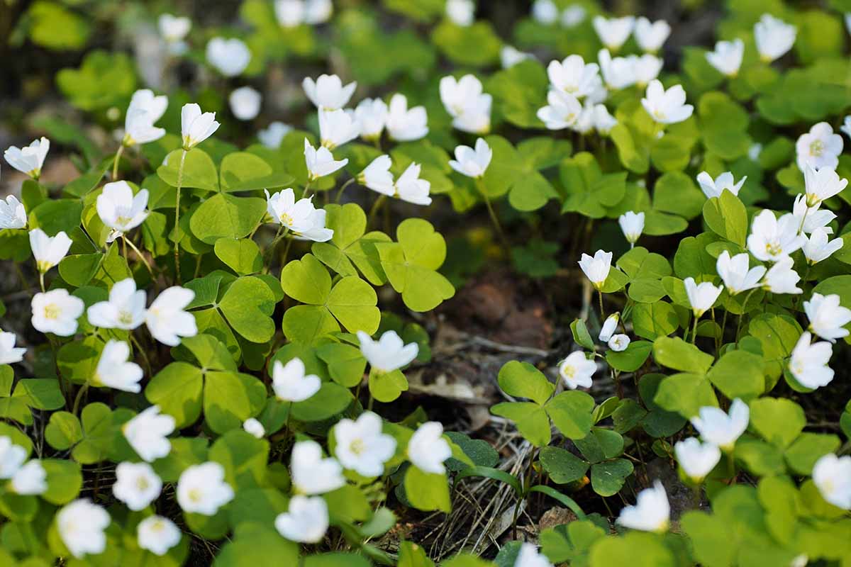 A close up horizontal image of the white flowers and green foliage of oxalis growing in the garden.