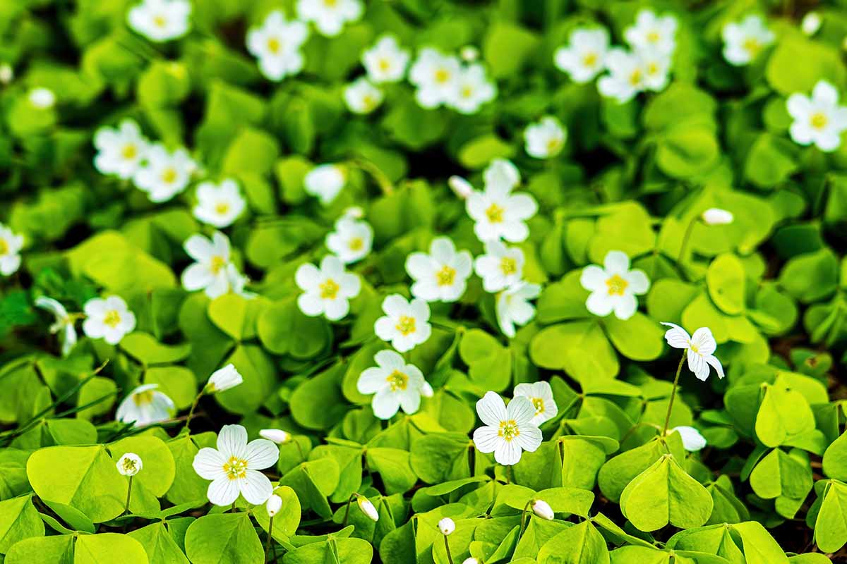 A close up horizontal image of the white flowers and green foliage of shamrock growing in the garden.