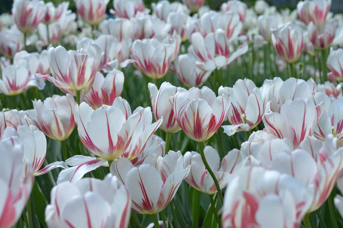 Uma imagem horizontal aproximada de tulipas vermelhas e brancas 'Carnaval de Rio' crescendo em uma grande faixa no jardim da primavera.