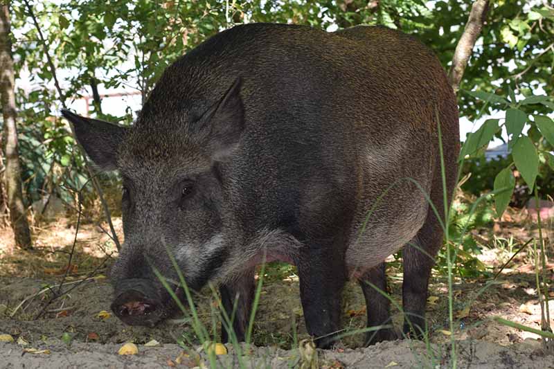 A close up horizontal image of a large wild hog foraging in the woods.