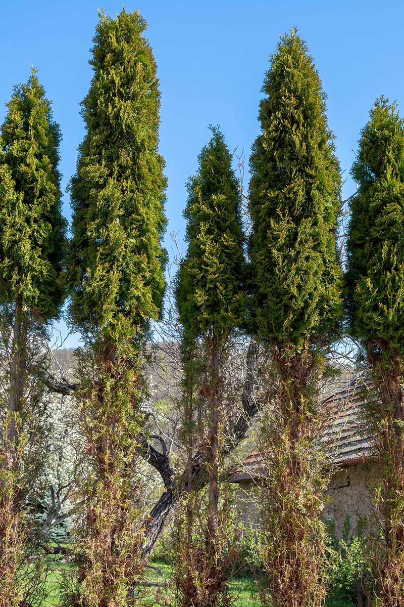A vertical image of arborvitae (Thuja) trees with the bottom sections damaged by winter frost and cold.