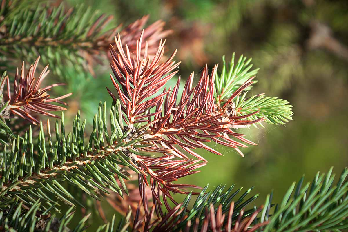 A close up horizontal image of damaged foliage of a spruce pictured in light sunshine on a soft focus background.