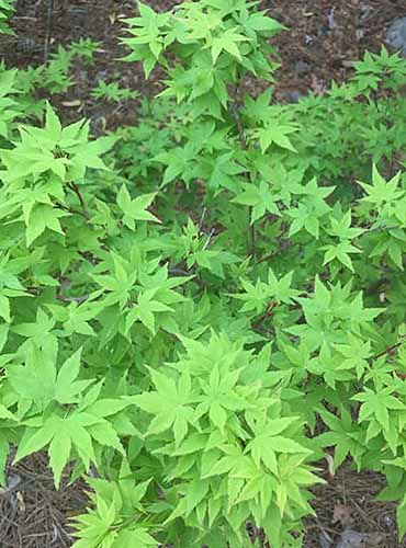 A close up of the green foliage of 'Winter Flame' coral bark Japanese maple growing in the garden.