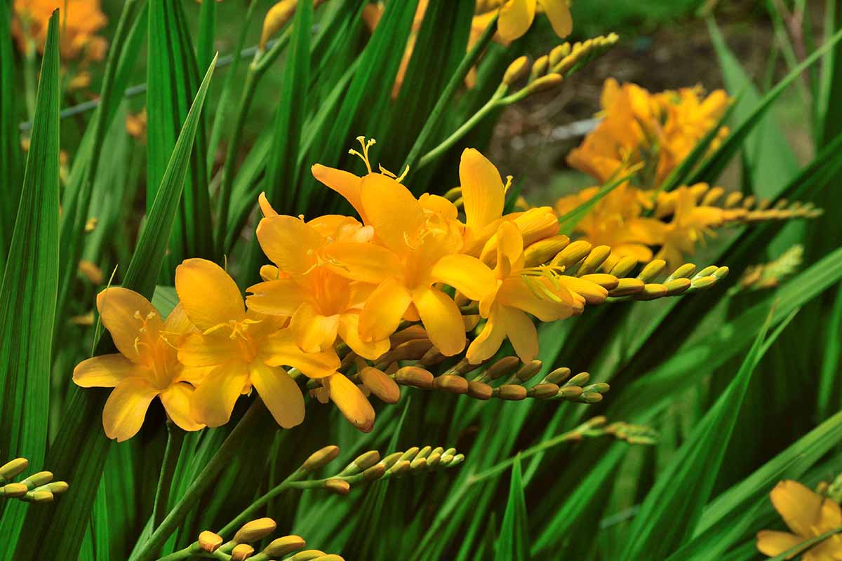 A close up horizontal image of bright yellow Crocosmia flowers growing in the garden.