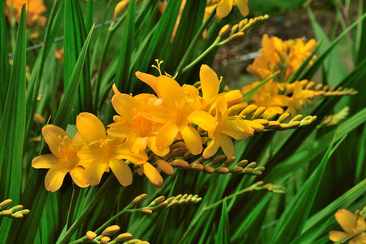How To Grow And Care For Crocosmia Flowers Coppertips 