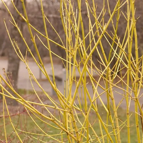 A square image of the bare branches of yellow twig dogwood growing in the garden in autumn.