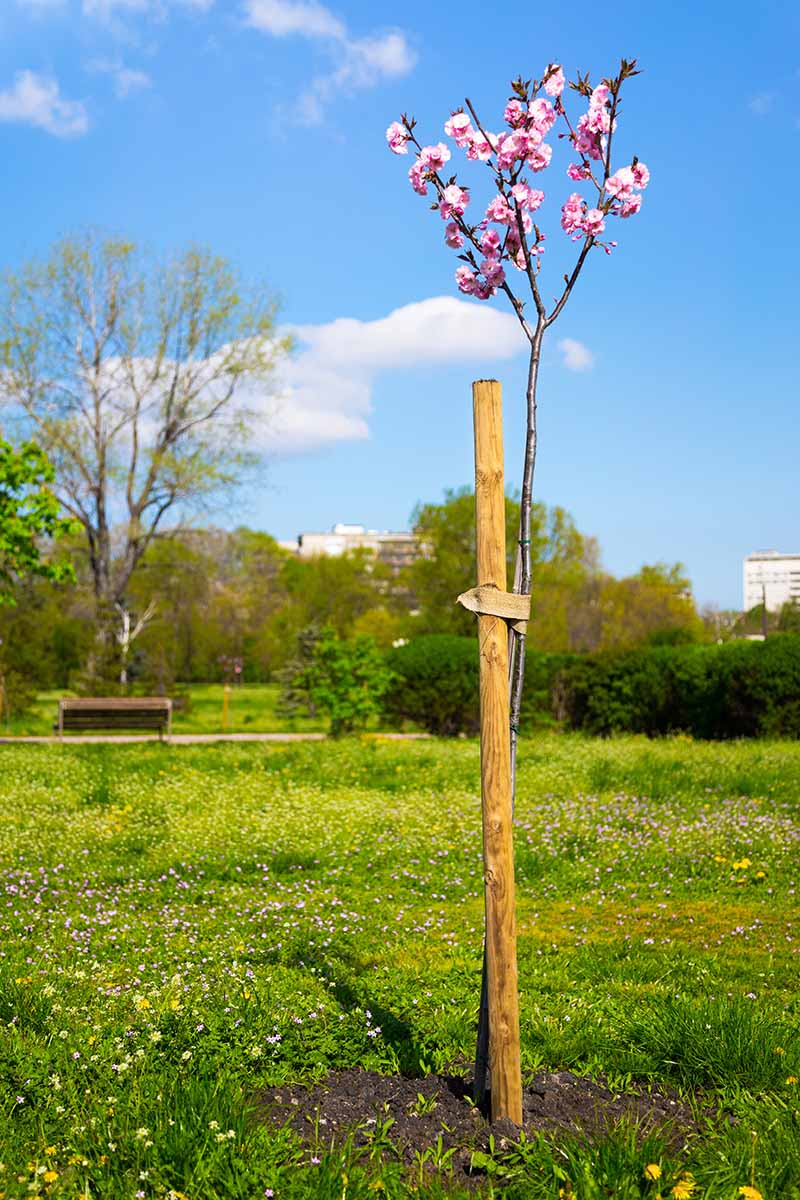 A vertical image of a small ornamental cherry tree growing in a park with pink blooms contrasting with the blue sky in the background.