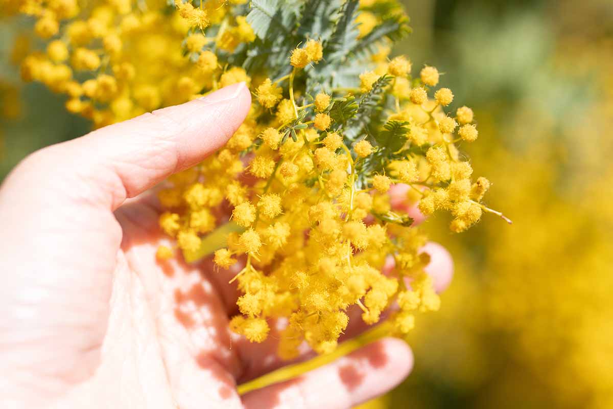 A close up horizontal image of a hand from the bottom of the frame touching yellow mimosa flowers, pictured on a soft focus background.