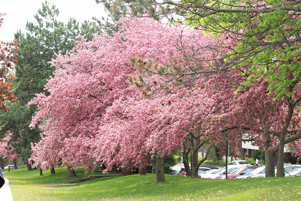A horizontal image of a dramatic 'Ace of Hearts' redbud tree in full bloom with light pink flowers.