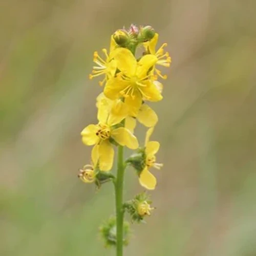 A close up square image of yellow agrimony flowers pictured on a soft focus background.