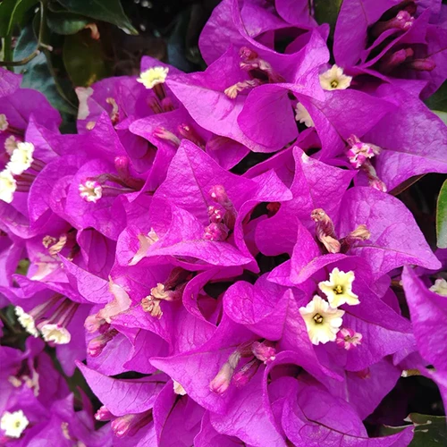 A close up square image of the purple flowers of 'Alexandra' bougainvillea growing in the garden.