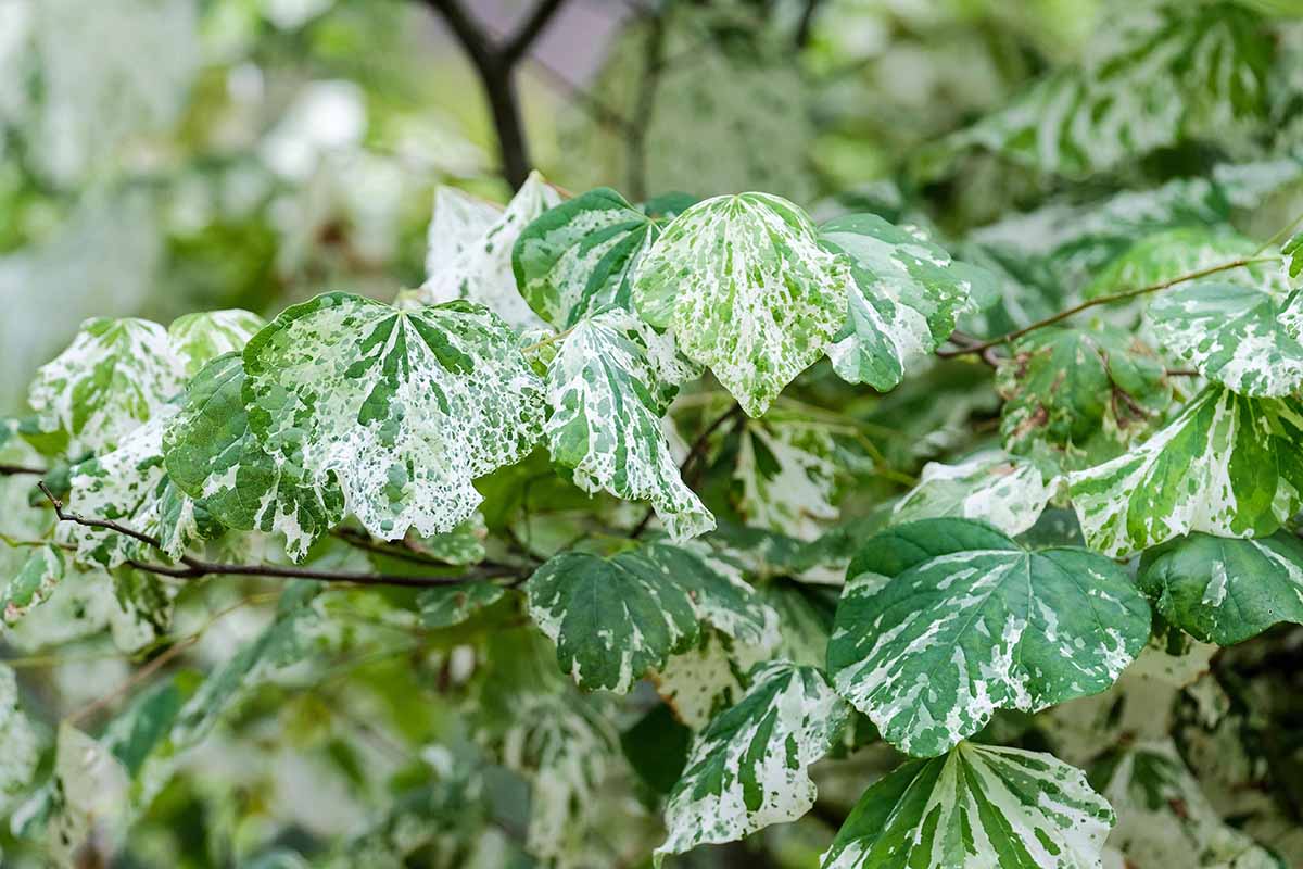 A close up horizontal image of the cream and green variegated foliage of Cercis 'Alley Cat' pictured on a soft focus background.