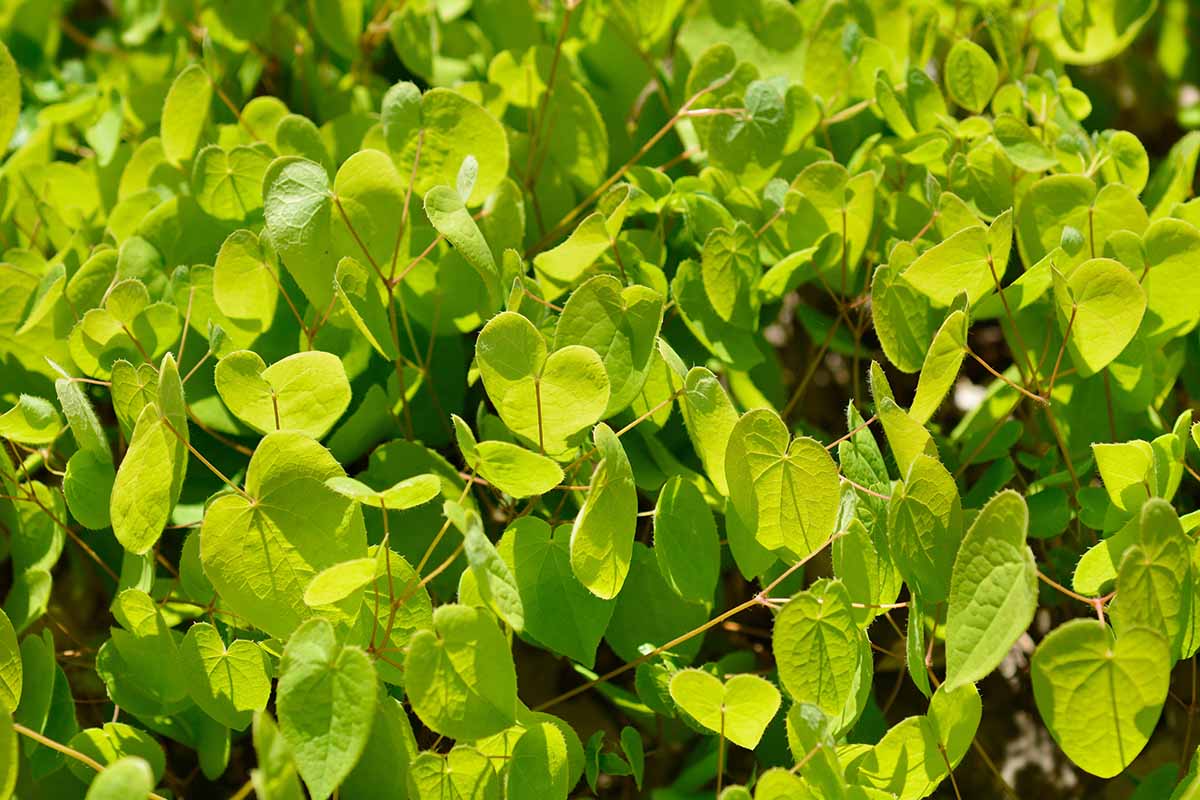 A close up horizontal image of the foliage of alpine barrenwort pictured in bright sunshine.