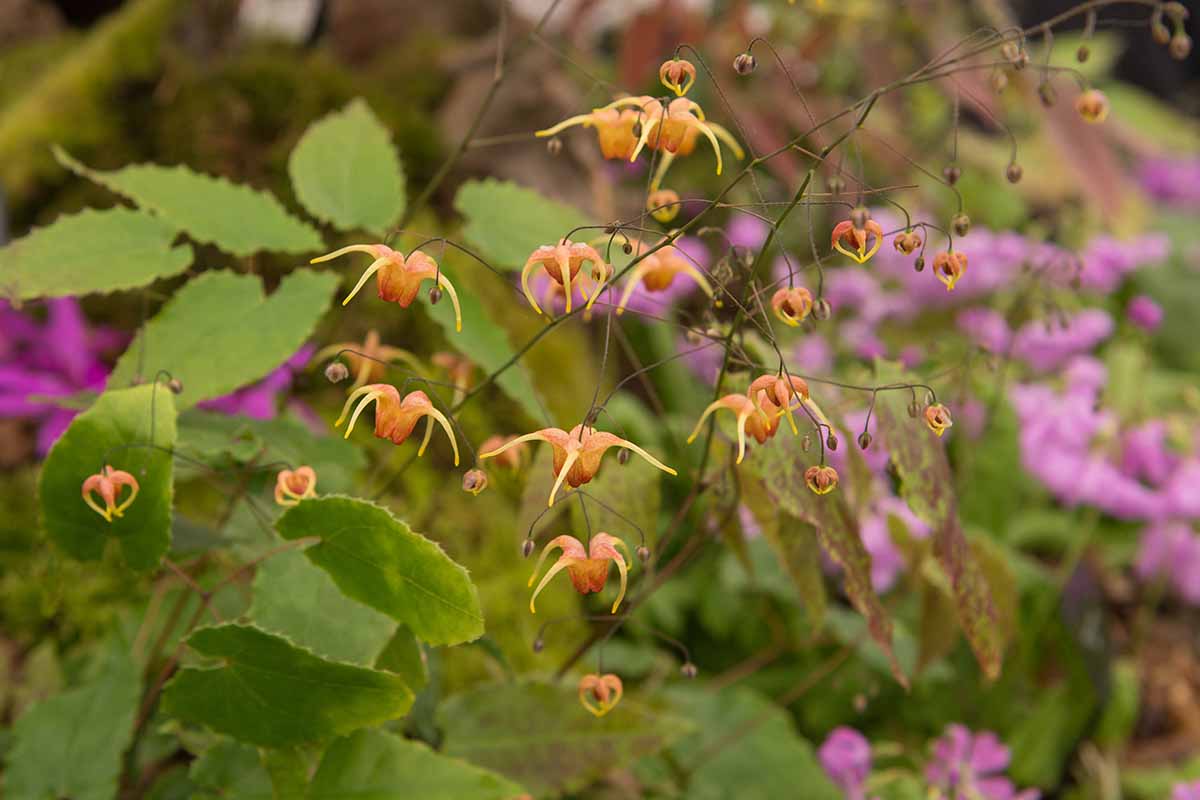 A close up horizontal image of the flowers and foliage of 'Amber Queen' barrenwort growing in the garden pictured on a soft focus background.