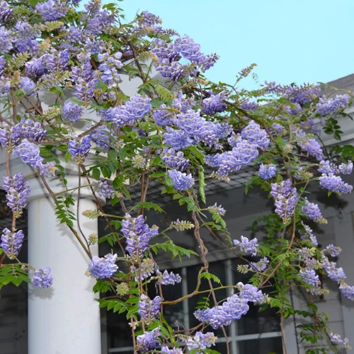 A square image of purple 'Amethyst Falls' wisteria tumbling over the side of an arbor outside a residence.