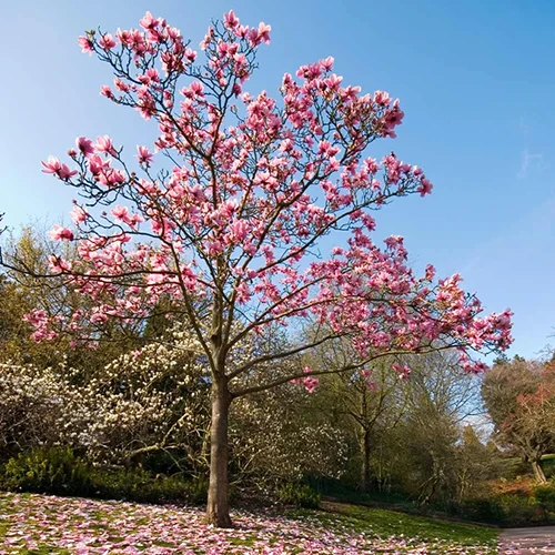 A square image of an 'Ann' magnolia tree in full bloom pictured on a blue sky background.