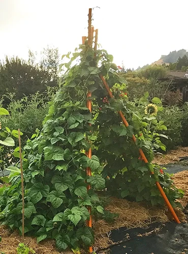 A vertical image of an orange tipi trellis for growing vining plants vertically.
