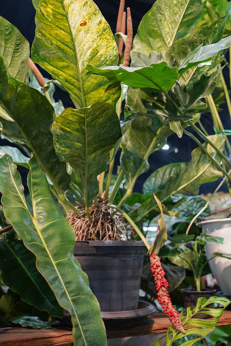 A close up vertical image of an anthurium plant growing in a pot with a bright red fruit.