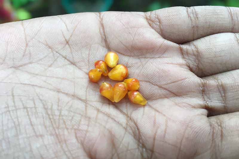 A close up horizontal image of an open palm holding freshly gathered anthurium seeds for planting.