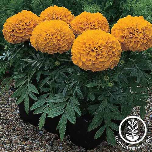 A close up square image of African marigolds growing in seedling containers ready for planting out in the garden. To the bottom right of the frame is a white circular logo with text.