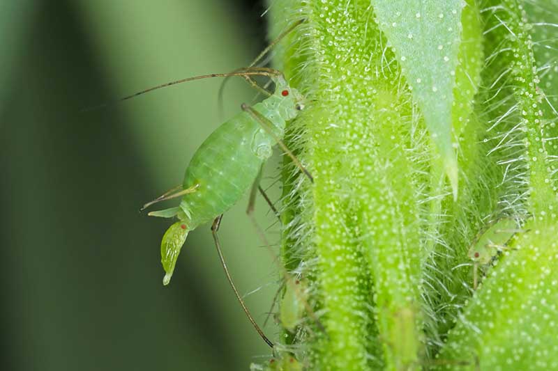 A close up horizontal image of an aphid on the branch of a plant in high magnification pictured on a soft focus background.