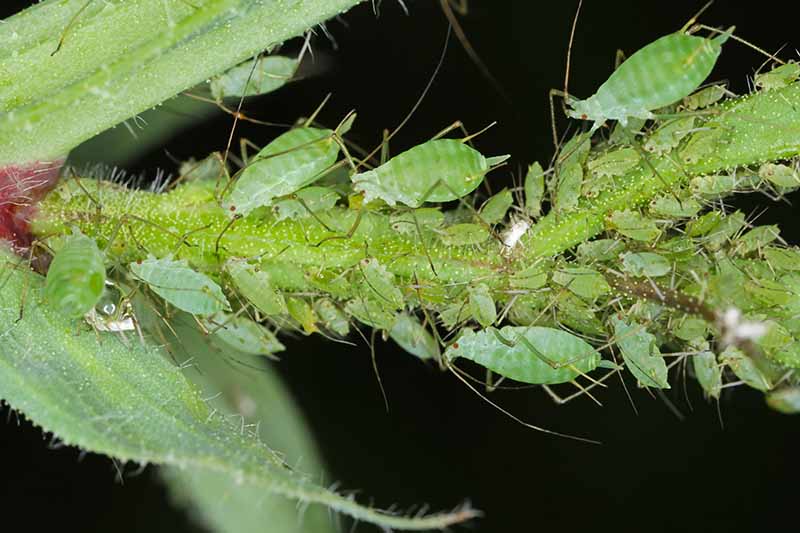 A close up horizontal image of aphids infesting the branch of a plant pictured on a dark background.