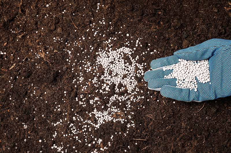 A close up horizontal image of a gloved hand from the right of the frame applying granular plant food to the surface of the soil.