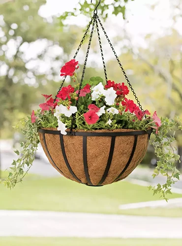 A close up of a coconut fiber-lined black metal hanging basket with colorful petunias spilling over the side.