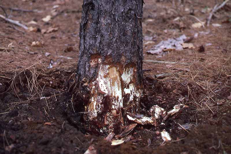 A close up horizontal image of the symptoms of armillaria root rot at the base of a landscape tree.