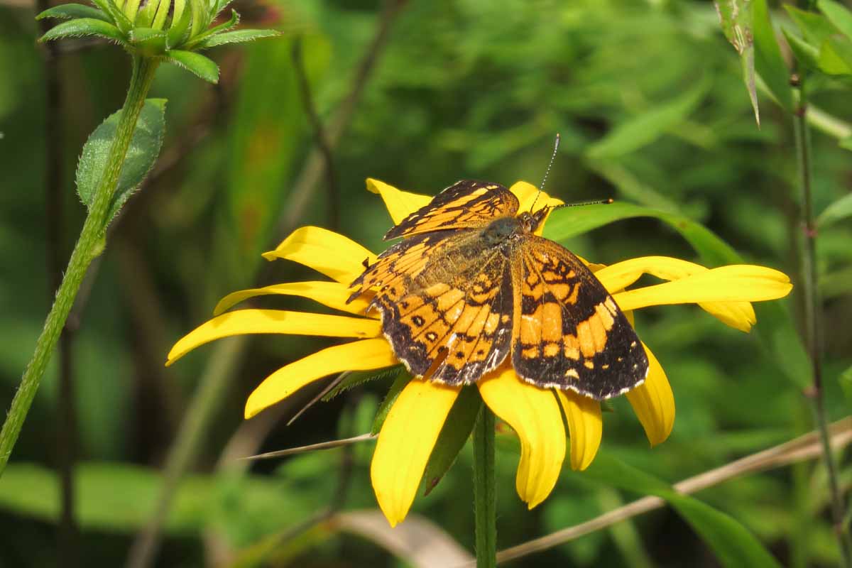 A close up horizontal image of a silvery checkerspot butterfly feeding on a black-eyed Susan flower pictured on a soft focus background.