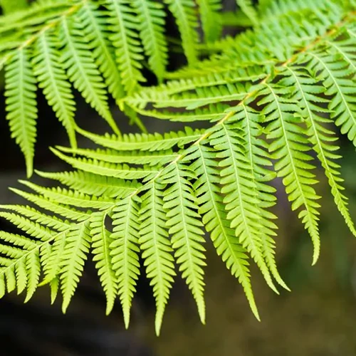 A close up of a frond of an Australian tree fern isolated on a soft focus background.